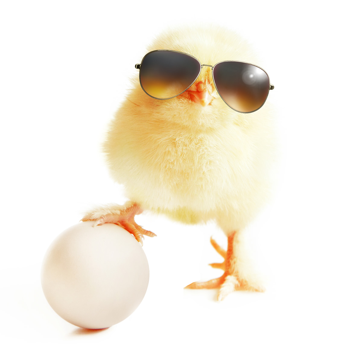 Ein Küken mit Sonnenbrille stellt einen Fuß auf ein Ei